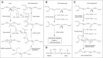 The Biosynthesis of Enzymatically Oxidized Lipids